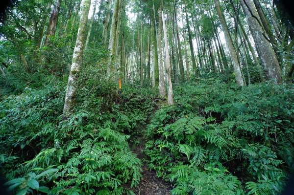 桃園-三峽 志繼山、東眼山、拉卡山、卡外山3005176