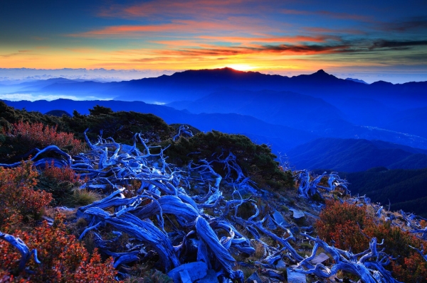 雪山下翠池賞巒大花楸23249