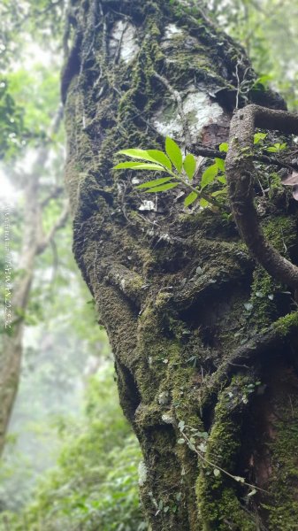 《雲林》望好望角｜石壁山嘉南雲峰步道(中側登山口）202506072805427