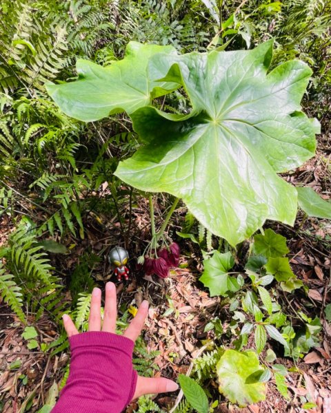 大屯西南稜-上大屯尋找八角蓮採野🥬-貴子坑連走六峰2756152