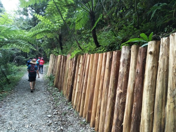 2度強渡關山未竟之藤枝國家森林遊樂區 多納部落 新威森林公園輕鬆走1880459