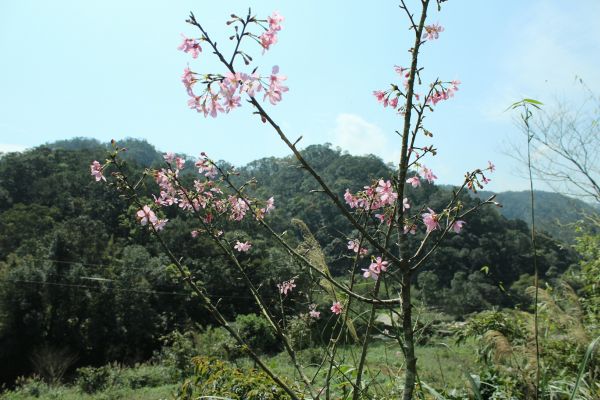 107.03.03 雙溪 北勢溪古道 279454