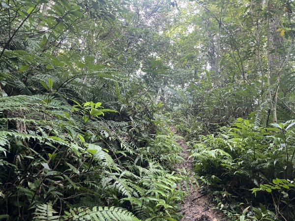 [皮皮獅Hike客任務-01/10] 2024_0720 打牛崎古道2557011