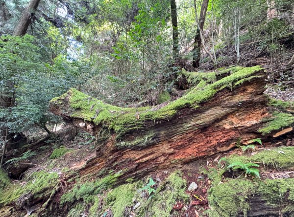 觀霧-檜山巨木群步道2925569