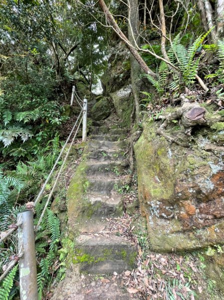 土城四秀賞桐花1688292