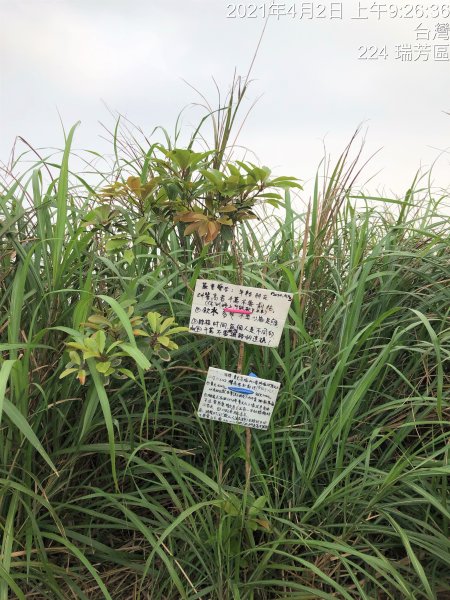 【北台灣郊山之王「瑞芳劍龍稜」 攀爬峭壁岩稜翻山越嶺驚險行】1337535