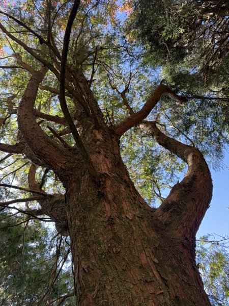 1141215大塔山步道2996126