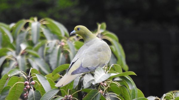 陽明山趴趴走 #琉璃光雲海 ，首拍 #綠鳩 4/272770744