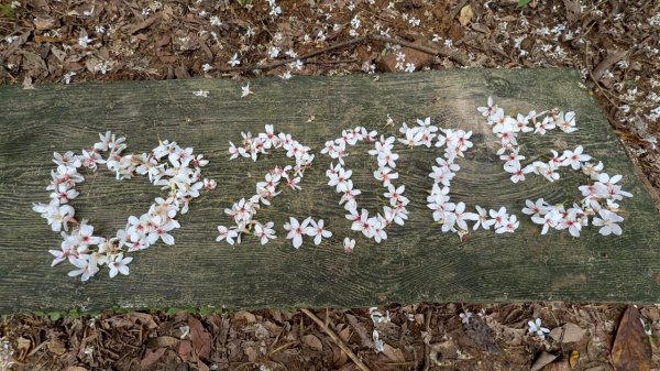 114.05.04三芝桐花步道-百年田梯步道-大鵬足湯公園2779894