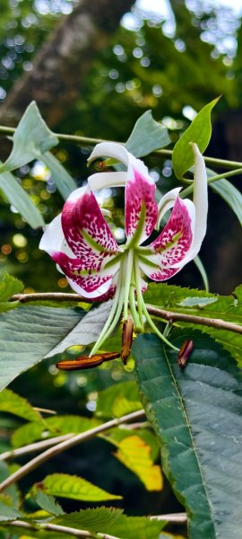雲山水花鳥蝶-天龍國阿伯的日常 #艷紅鹿子百合 #大鳳蝶 #玉帶鳳蝶2863951