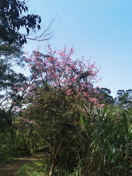 二格山越嶺貓空2735629