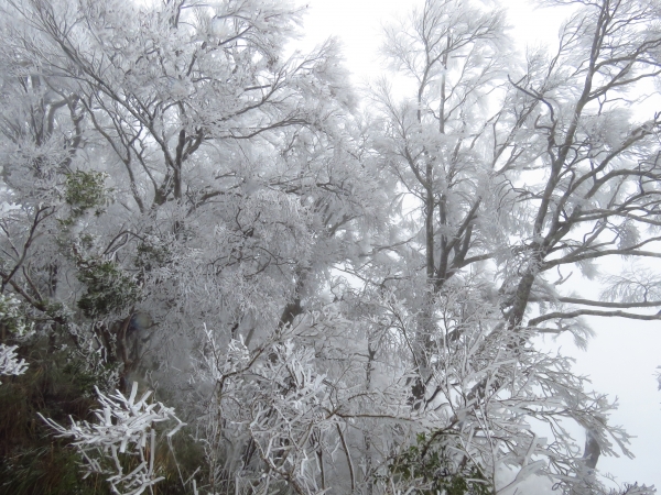 2018.2.3 太平山美麗沒有極限263782