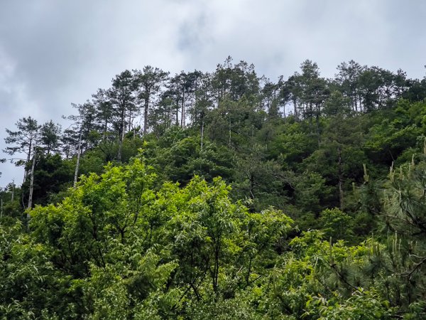 2025-05-17 羅葉尾溪秘境2792402