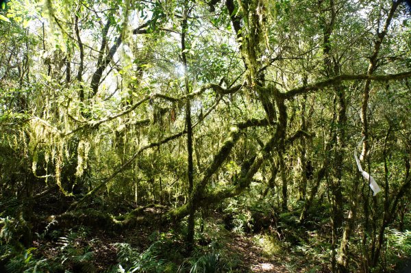 新北 烏來 波露山3000693