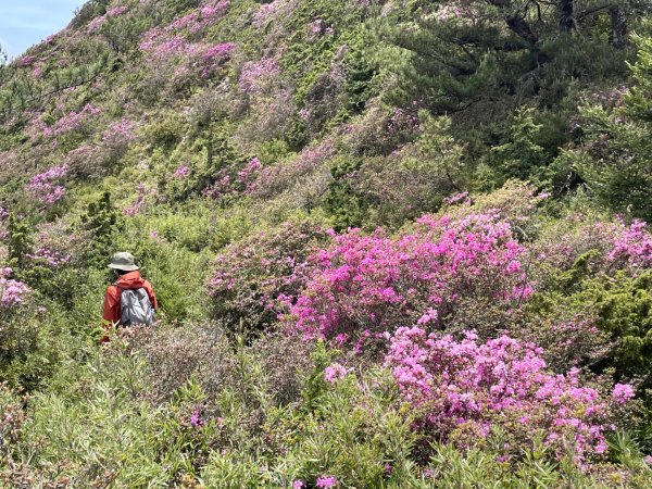 1150524合歡北峰杜鵑花3064387