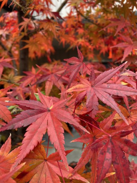 楓之絆----京都大阪賞楓2967326