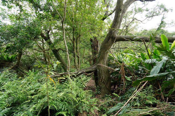 臺北 文山 指南山、猴山岳、魚衡山、大前坑山、猴山坑山、祥光寺後山、金頭山2774994
