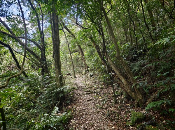[淡蘭古道] 2026_0531 北路第一段_燦光寮古道(下)-牡丹溪畔3070955
