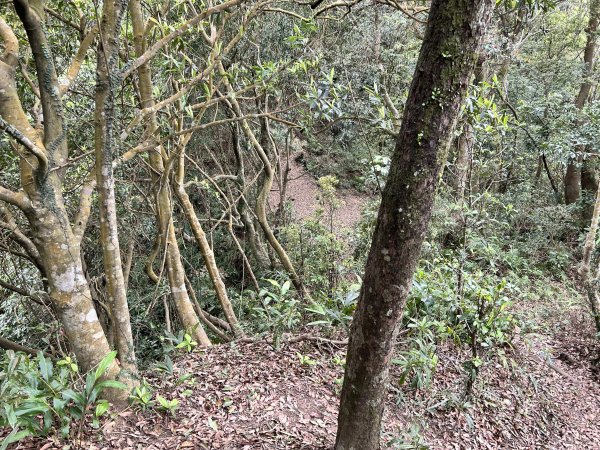 桃園金面山2752286