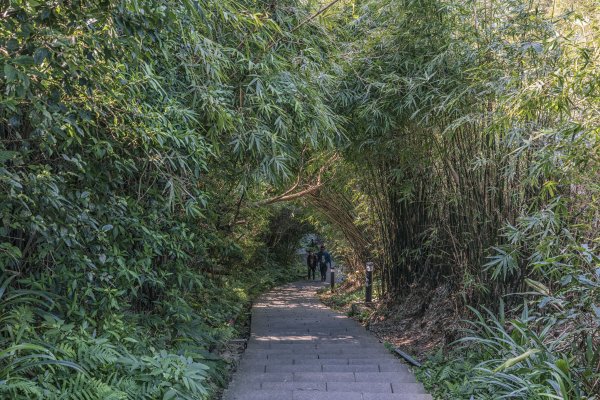 觀音山(北橫古道)1542404