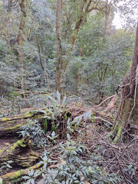 屋我尾山+G(大雪山進老鷹谷出)O型202502162713578