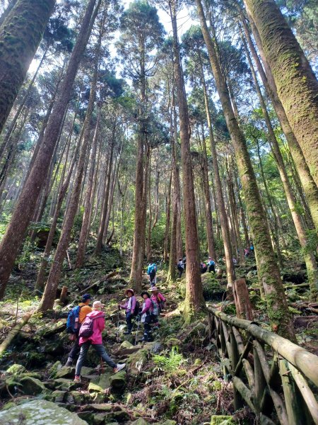 【台中和平】筆直的杉林.林相優美。 橫嶺山x沙連山P型2869024