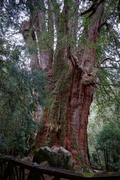 【輕忽】【大安溪神木】2695038