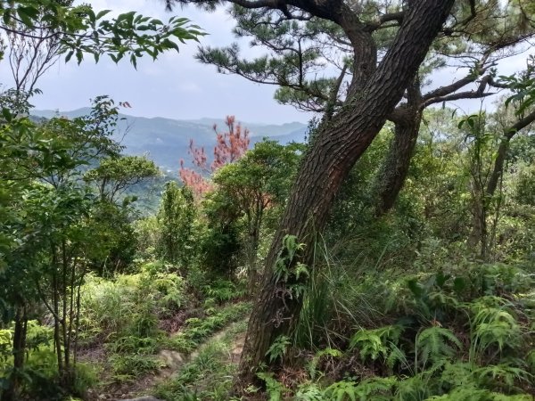 內湖區大丘田保甲路+開眼山+白石湖山+白石湖山東峰+大邱田山+消防山O型2858954