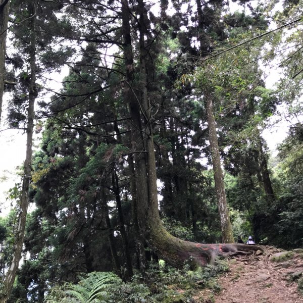 大凍山步道，頂湖出發935504