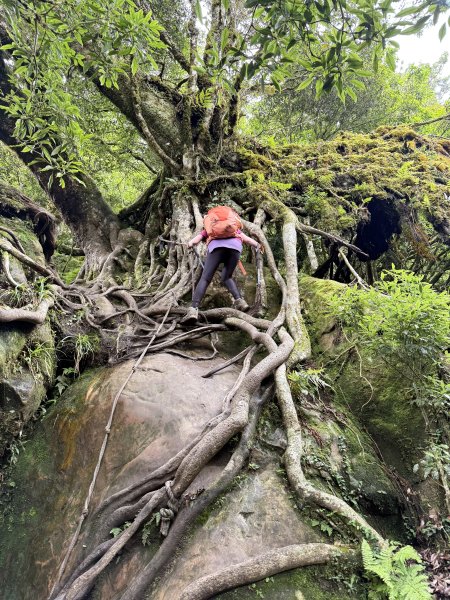 加里山O繞20250713(大坪登山口-杜鵑嶺-加里山-避難小屋-大坪登山口)2836912
