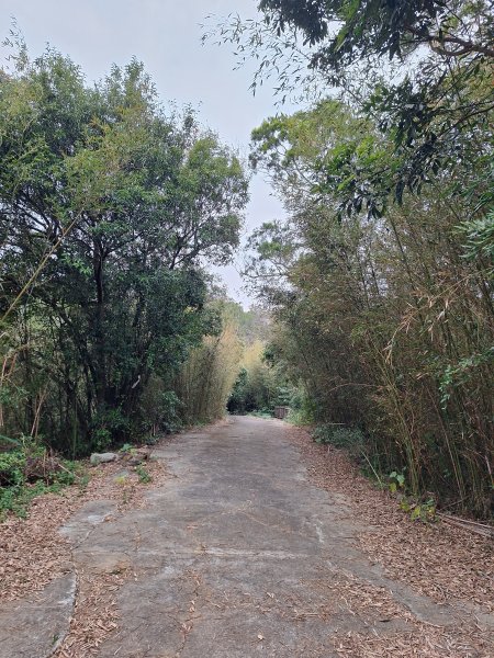 文林古道(鄧雨賢公園起登)202401222696172