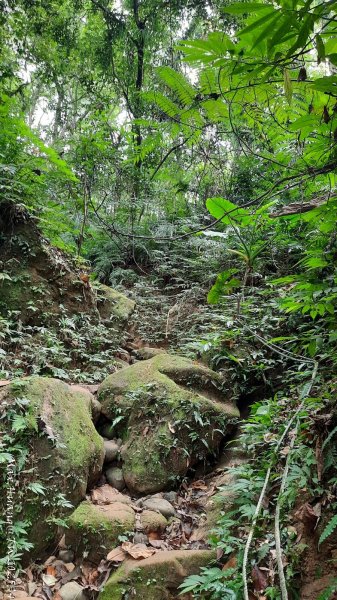 《台中》觀九九峰｜霧峰青桐林生態步道群202511092932230