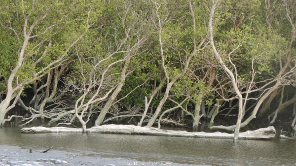 《彰化》海空夕照｜王功燈塔及芳苑海空步道健行賞冬候鳥202601102980318