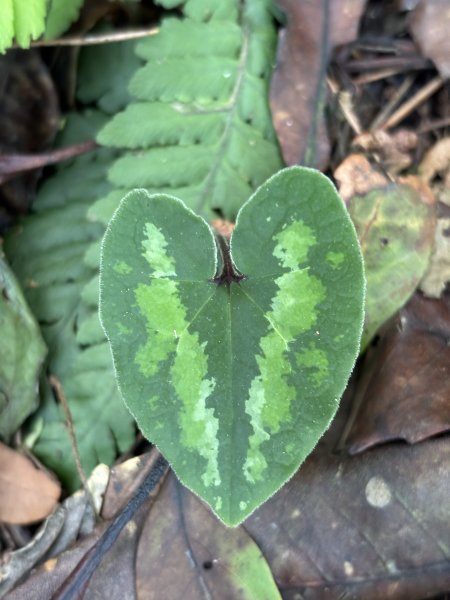 陽明山東西大縱走-西段3016196