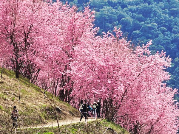 司馬庫斯神木群步道及櫻花季-(新竹)臺灣百大必訪步道3007790