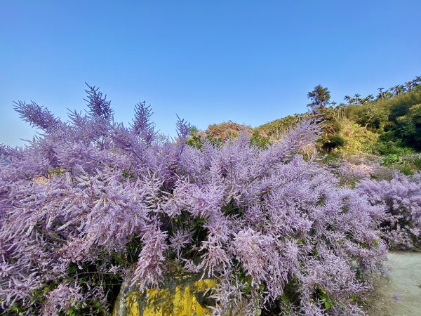 粉紅色悸動--古坑.萬年峽谷麝香木順撿雲林古坑基石 2023/03/082061912