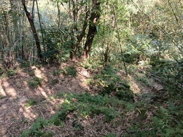 崩山坑古道+東柑腳山+後寮仔嶺+後寮子古道+後寮仔保甲路O型2750939