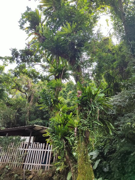 臺北大縱走第七段：世界山莊至飛龍步道政大後山2811700
