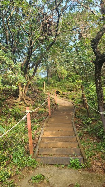 2025-0204 鶯歌_大凍山_三角埔頂山_迴龍2707991