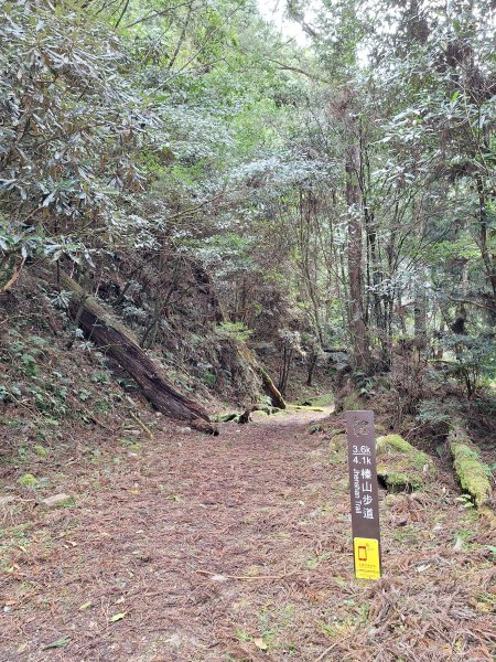 觀霧之榛山O型202411232653962