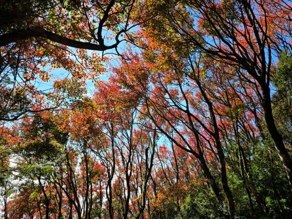 鳶嘴稍來山之楓紅／雲海2974074
