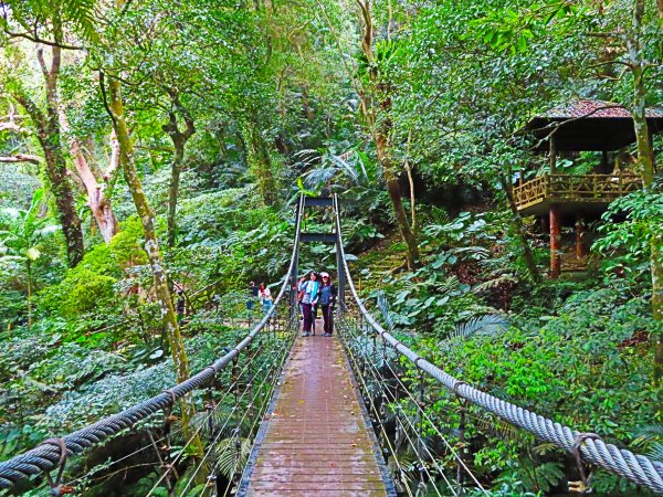 台灣阿凡達奇幻森林國度：大板根森林步道551216