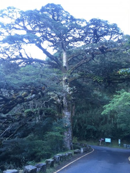 20181021-麟趾山&鹿林山444971