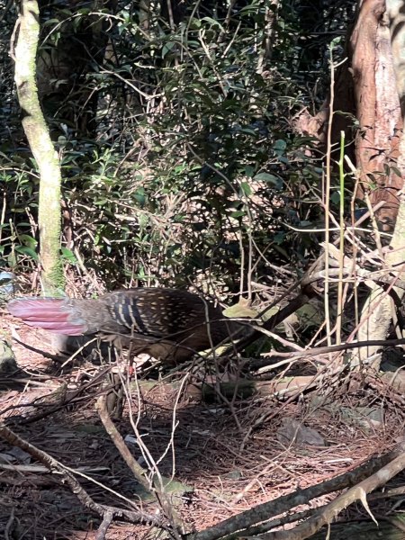 小百岳-稍來山2752435