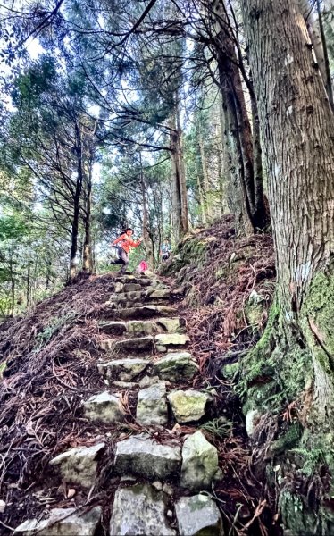 觀霧-榛山步道2926319