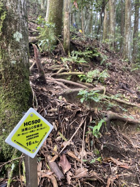 20250713-Ep.09油羅山步道-2025森遊竹縣皮皮獅探險隊2851896