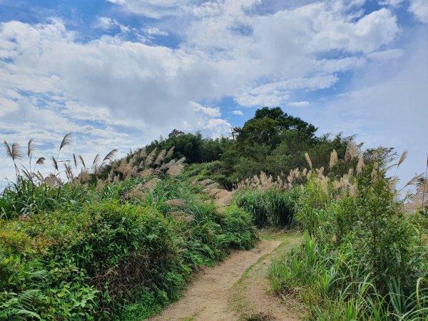 【雲嘉茶園之美】後棟山連走大二尖山1532270