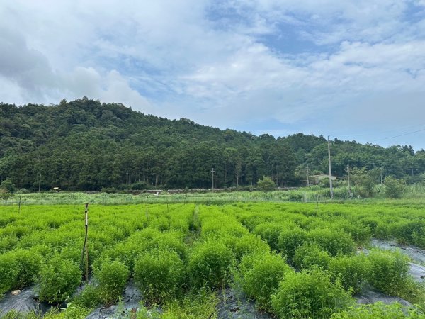 三針後山、雙連埤犬香薷節2592707