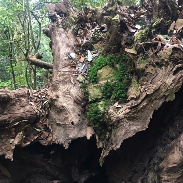 埔里六秀、中部四大名山:守城大山         隊名:鯛魚燒埔里訓練1506111