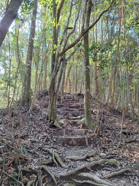 屋我尾山+G(大雪山進老鷹谷出)O型202502162713595